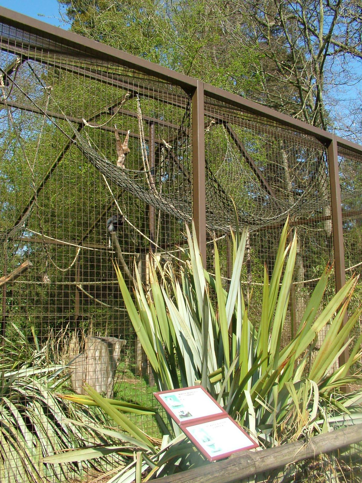 Mixed primate exhibit at Cotswold WP 17/04/10