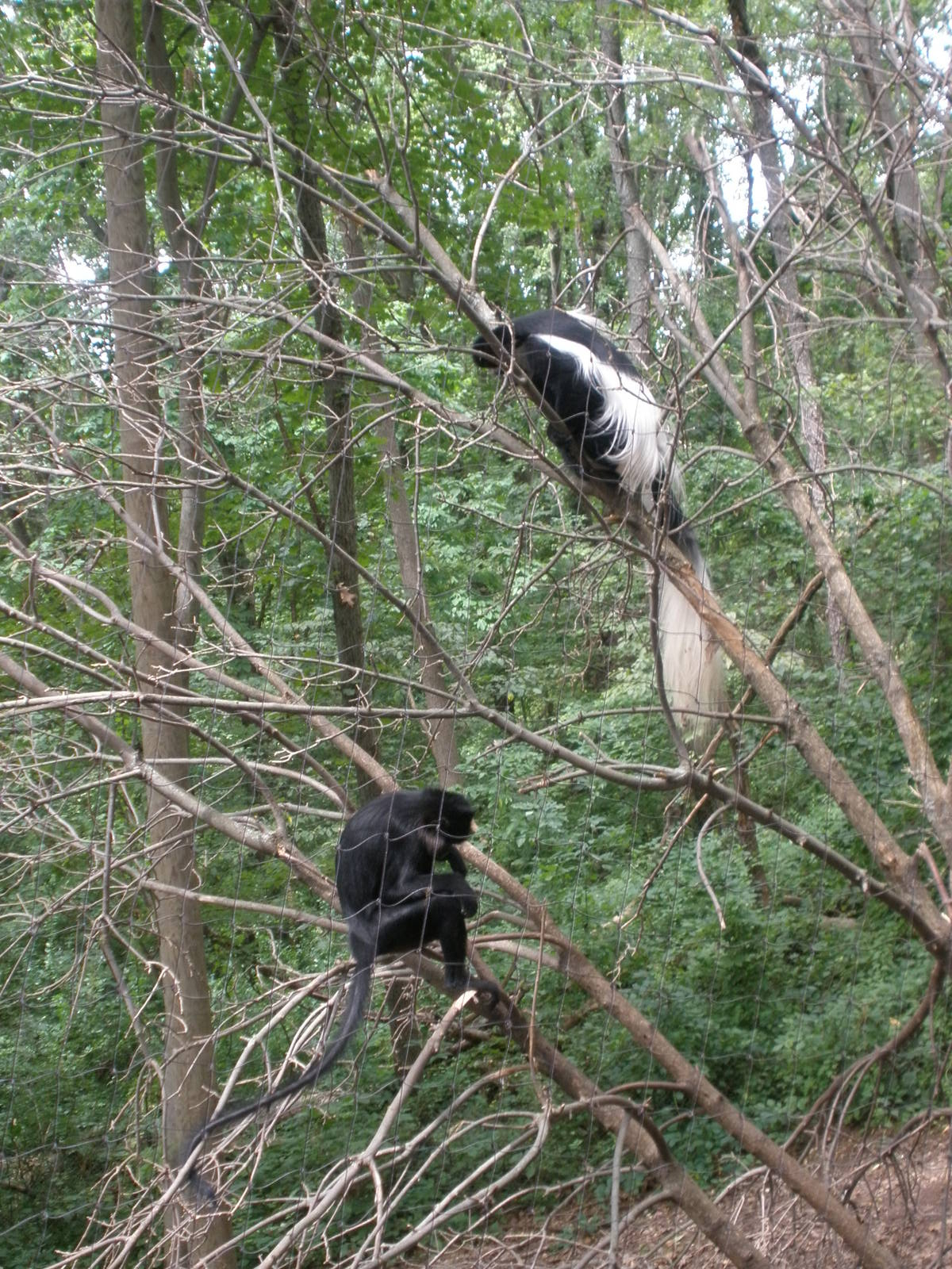 mixed primate exhibit