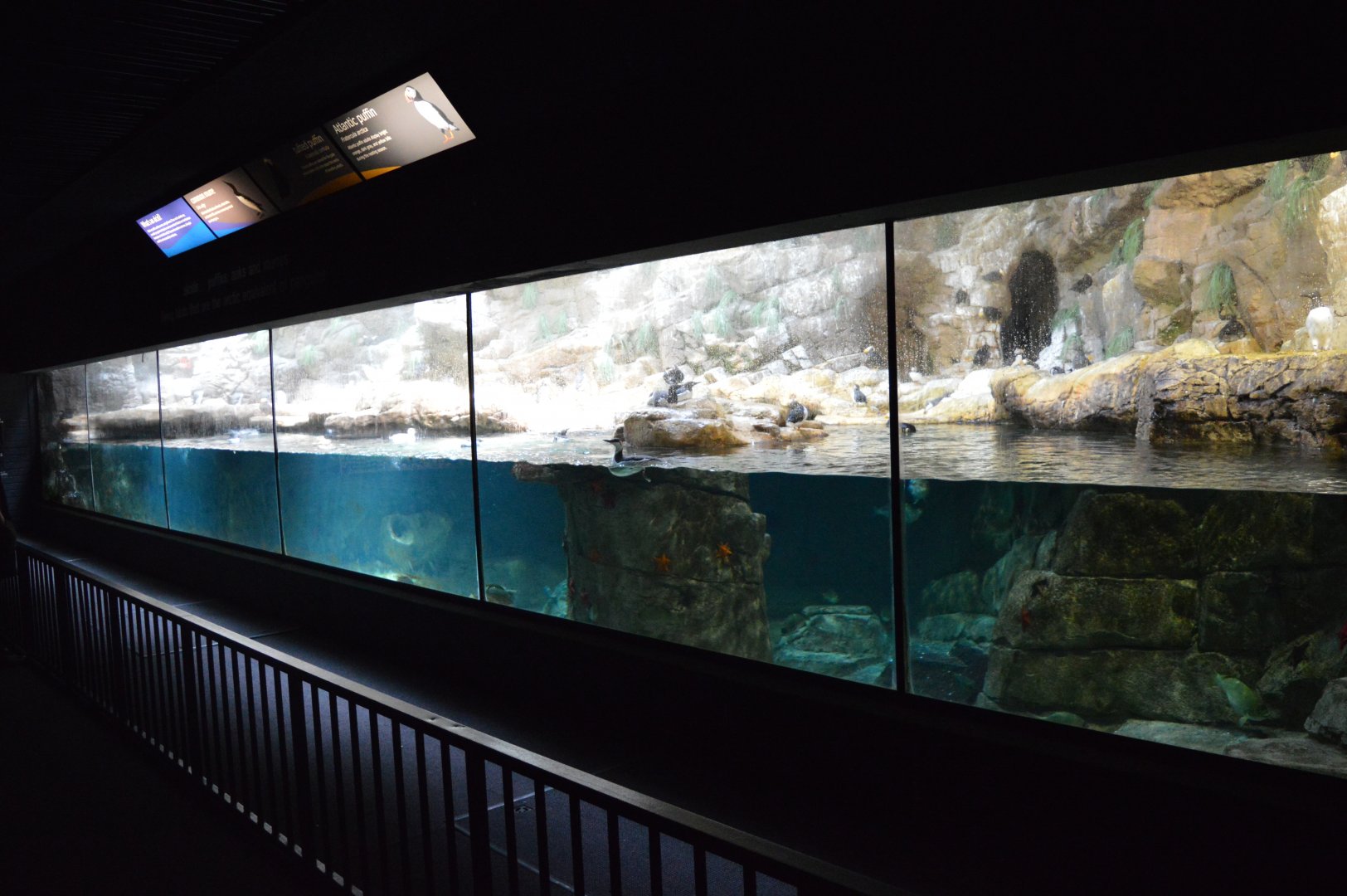 Mixed Puffin / Seabird Exhibit
