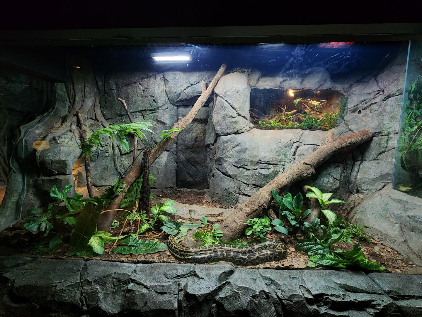 Mixed Python exhibit