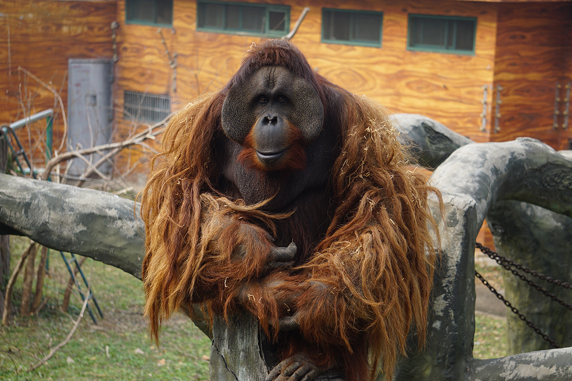 Mixed-race orangutan