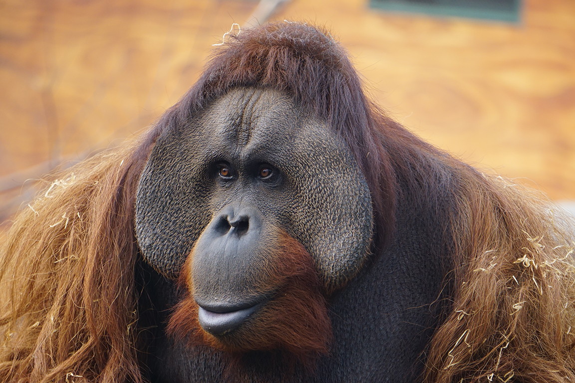 Mixed-race orangutan