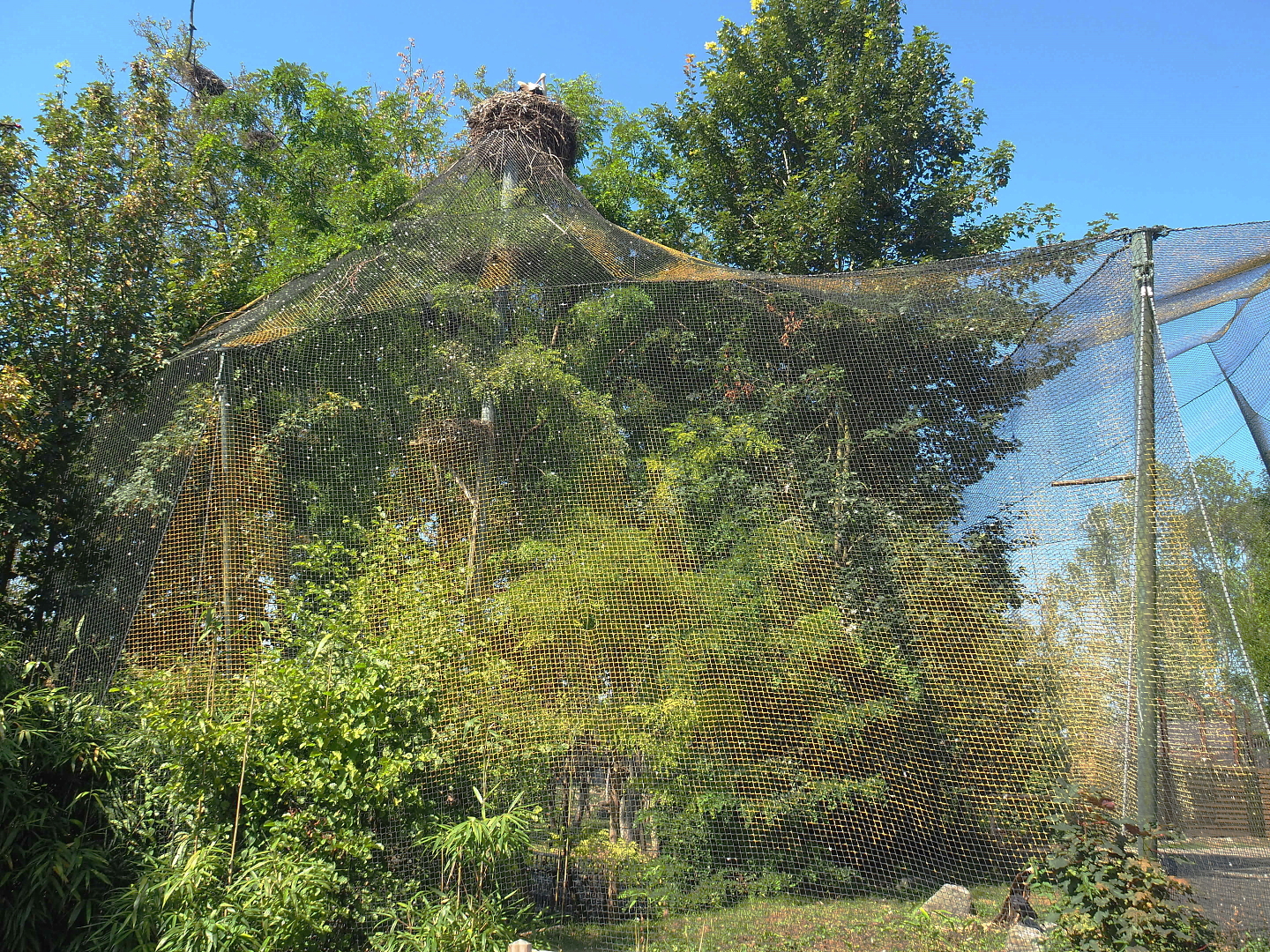 Mixed raptor and vulture aviary, 2021-09-03