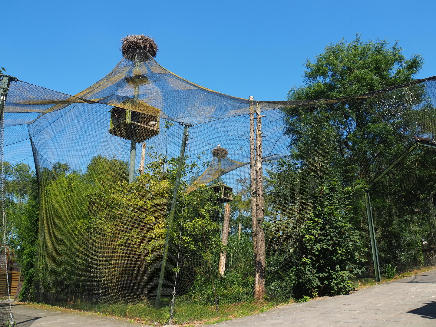 Mixed raptor and vulture aviary, 2021-09-03