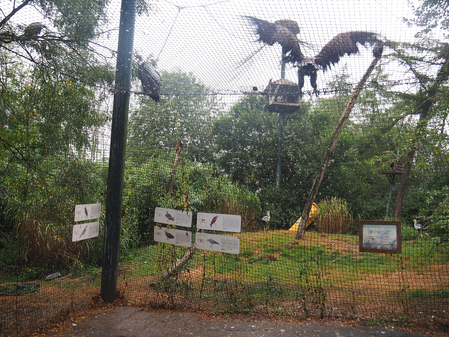 Mixed raptor and vulture aviary, 2022-09-14