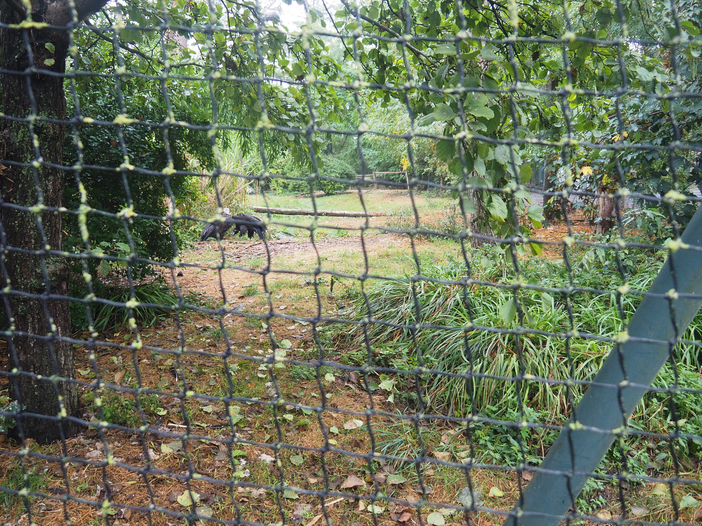 Mixed raptor and vulture aviary, 2022-09-14