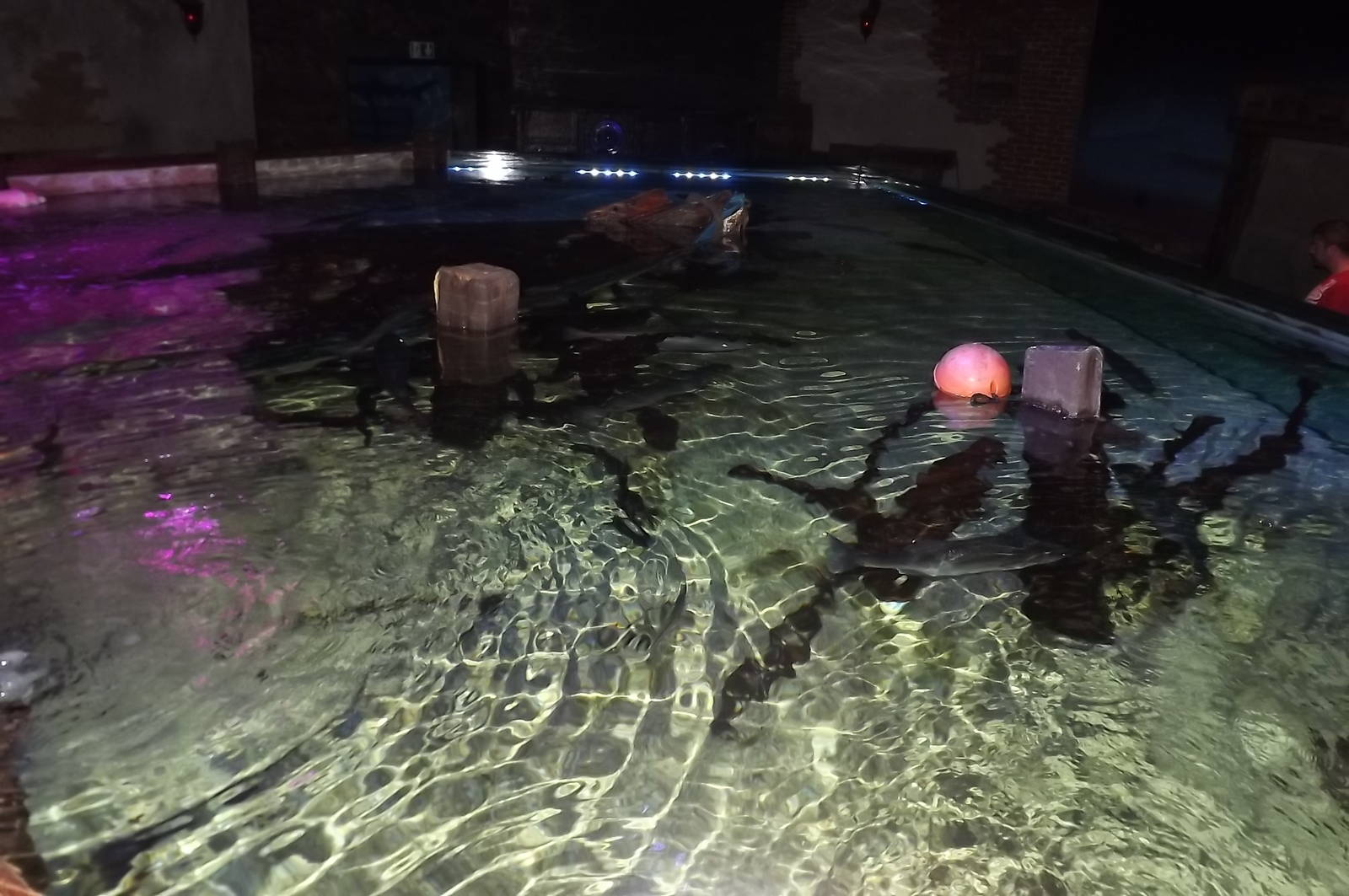 Mixed Ray and Fish tank at SEA LIFE Blackpool 30/06/12