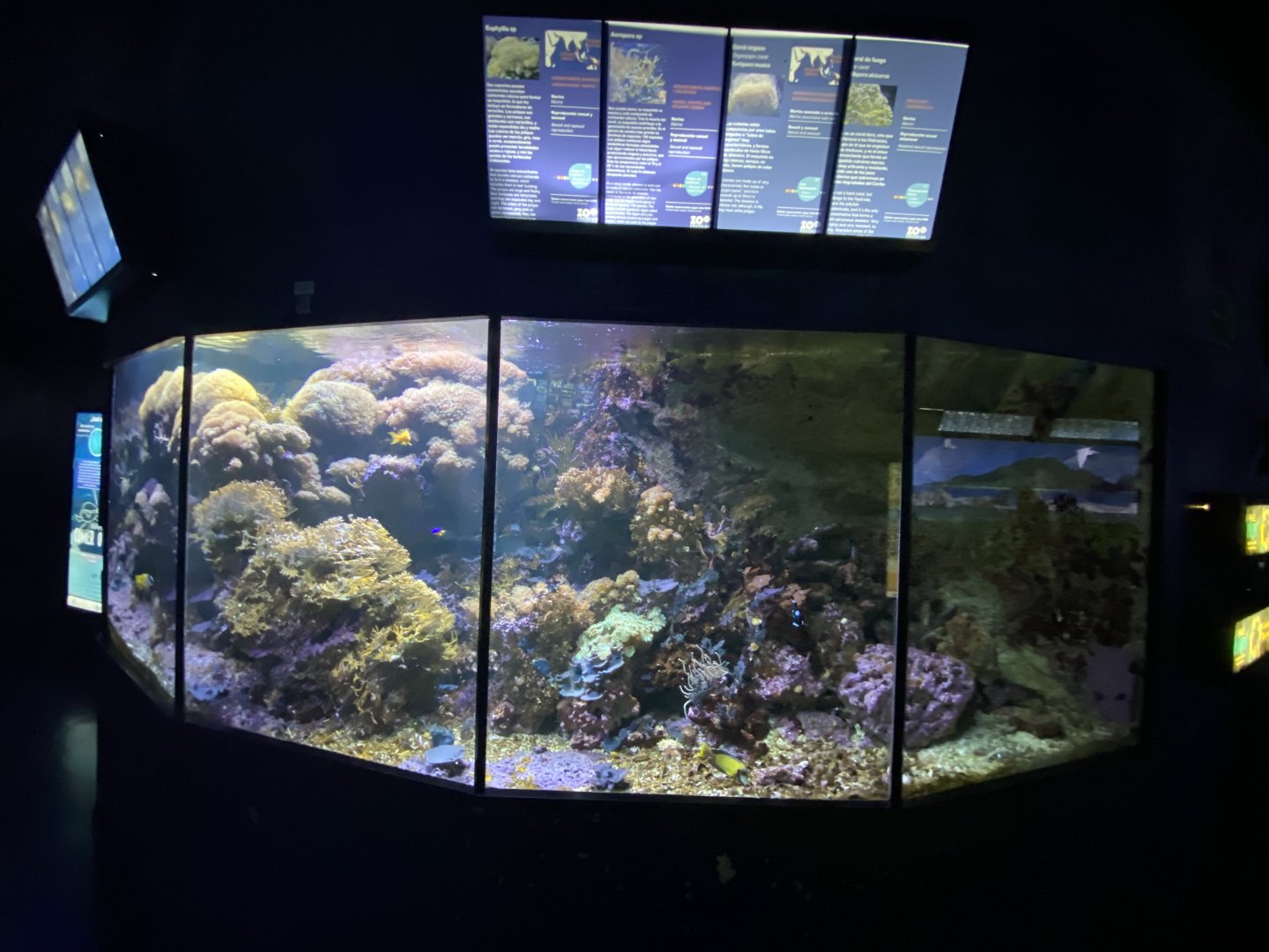 Mixed reef aquarium 10