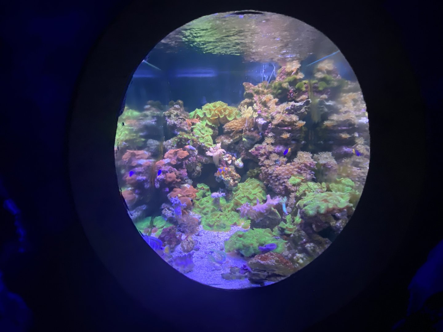 Mixed reef aquarium