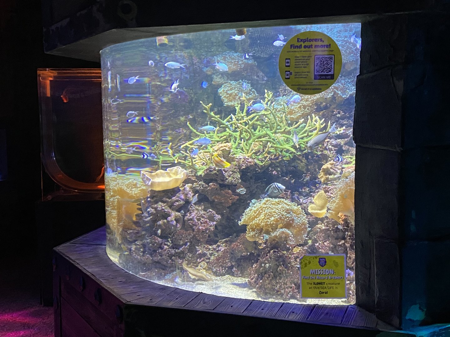 Mixed reef tank 060125