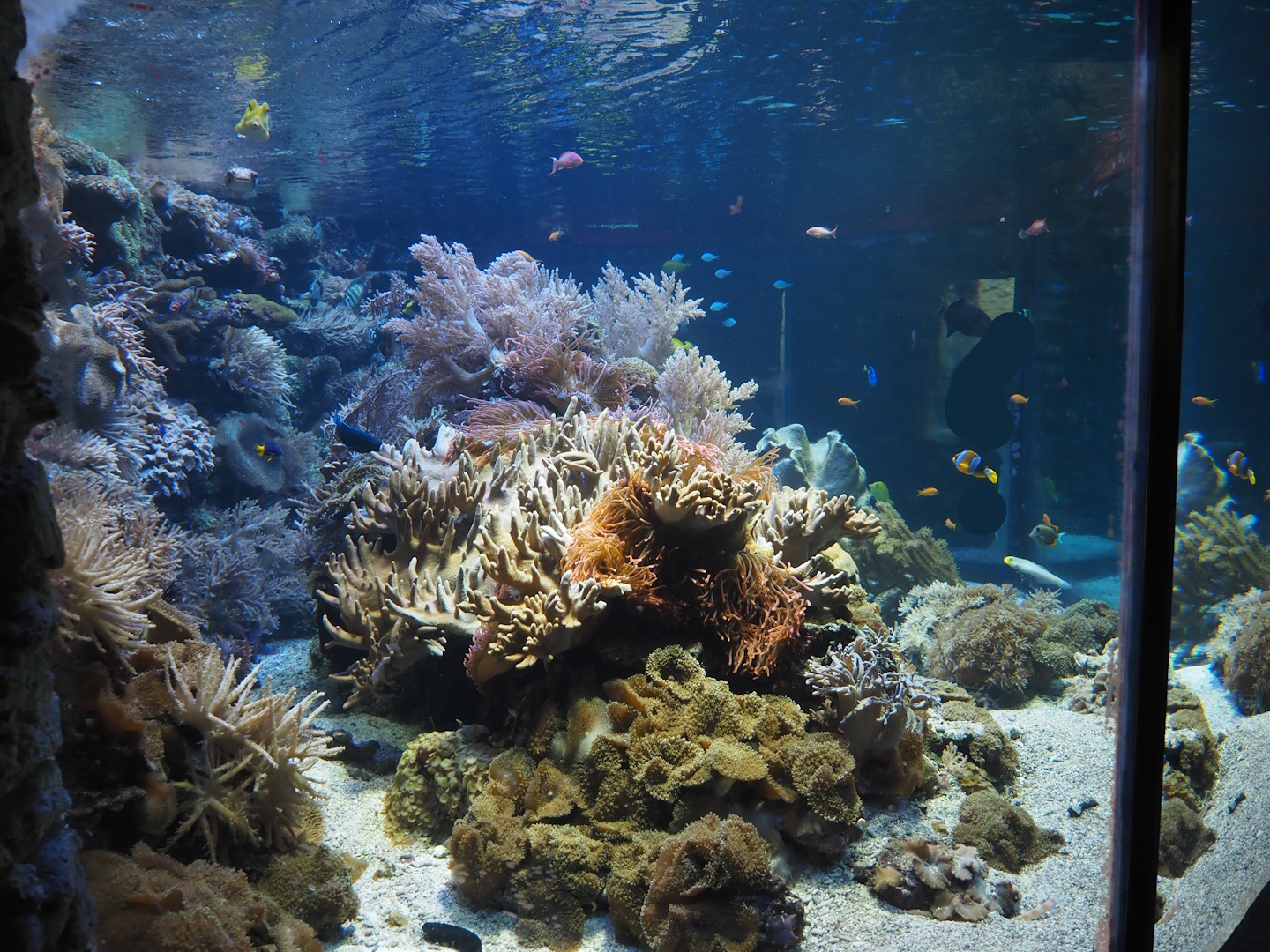 Mixed reef tank, 2024-06-08