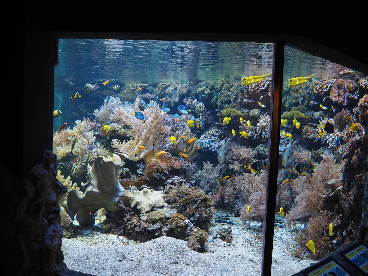 Mixed reef tank, 2024-06-08