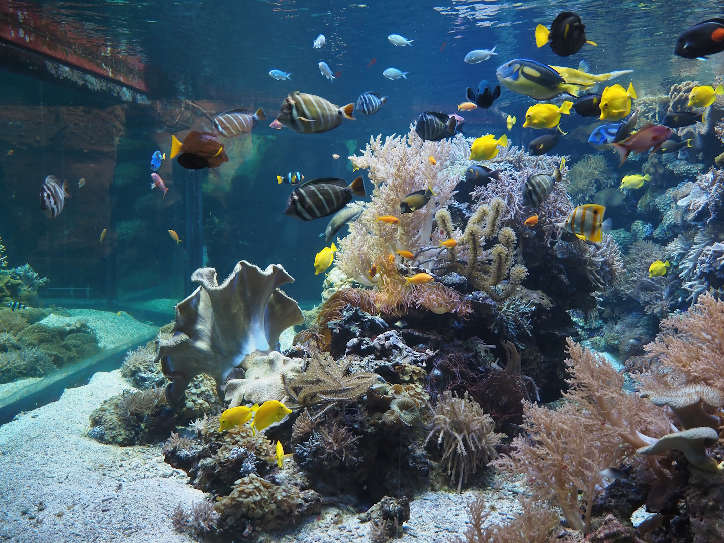 Mixed reef tank, 2024-06-08