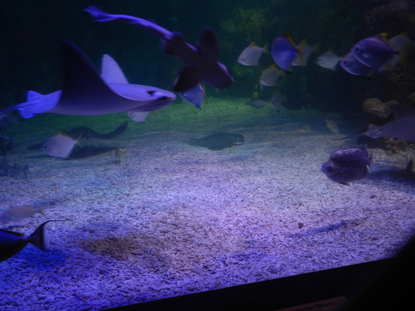 Mixed Reef Tank at SEA LIFE Scarborough - 26/08/2012