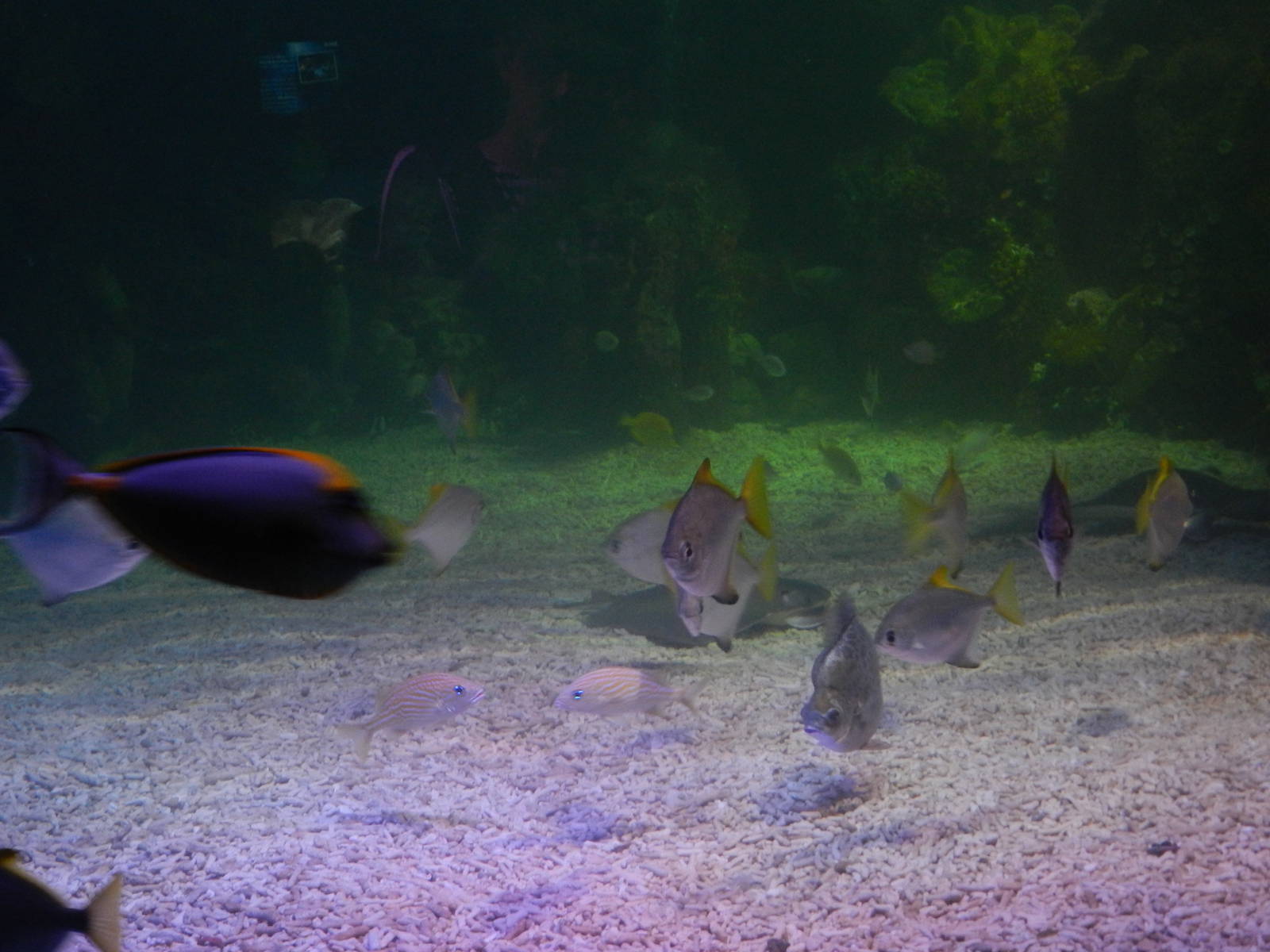 Mixed Reef Tank at SEA LIFE Scarborough - 26/08/2012
