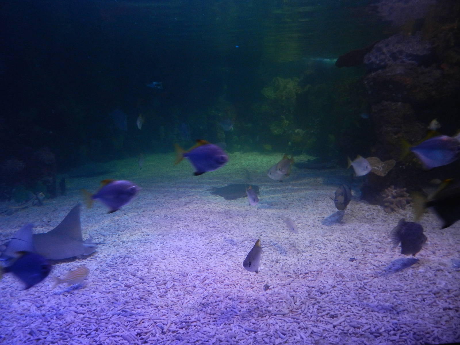 Mixed Reef Tank at SEA LIFE Scarborough - 26/08/2012
