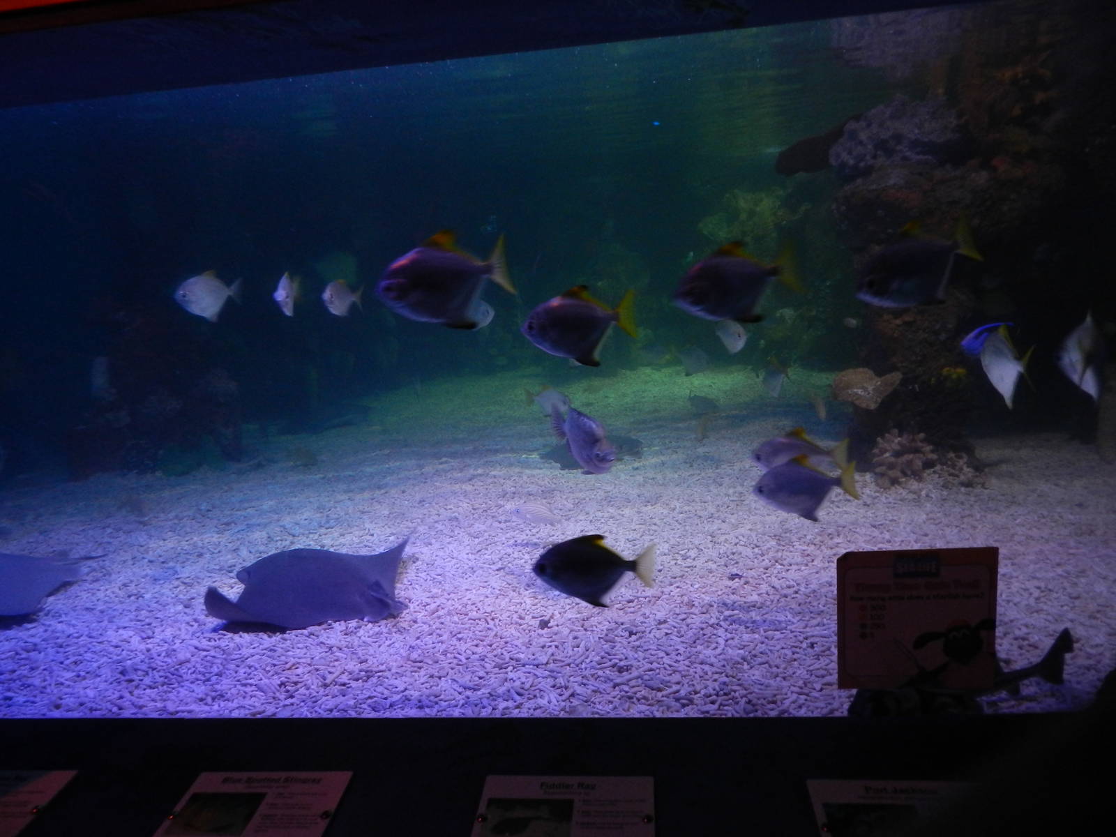Mixed Reef Tank at SEA LIFE Scarborough - 26/08/2012