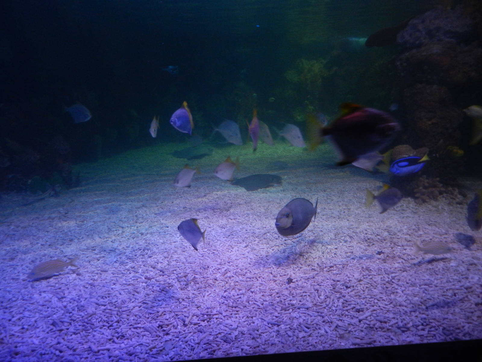 Mixed Reef Tank at SEA LIFE Scarborough - 26/08/2012