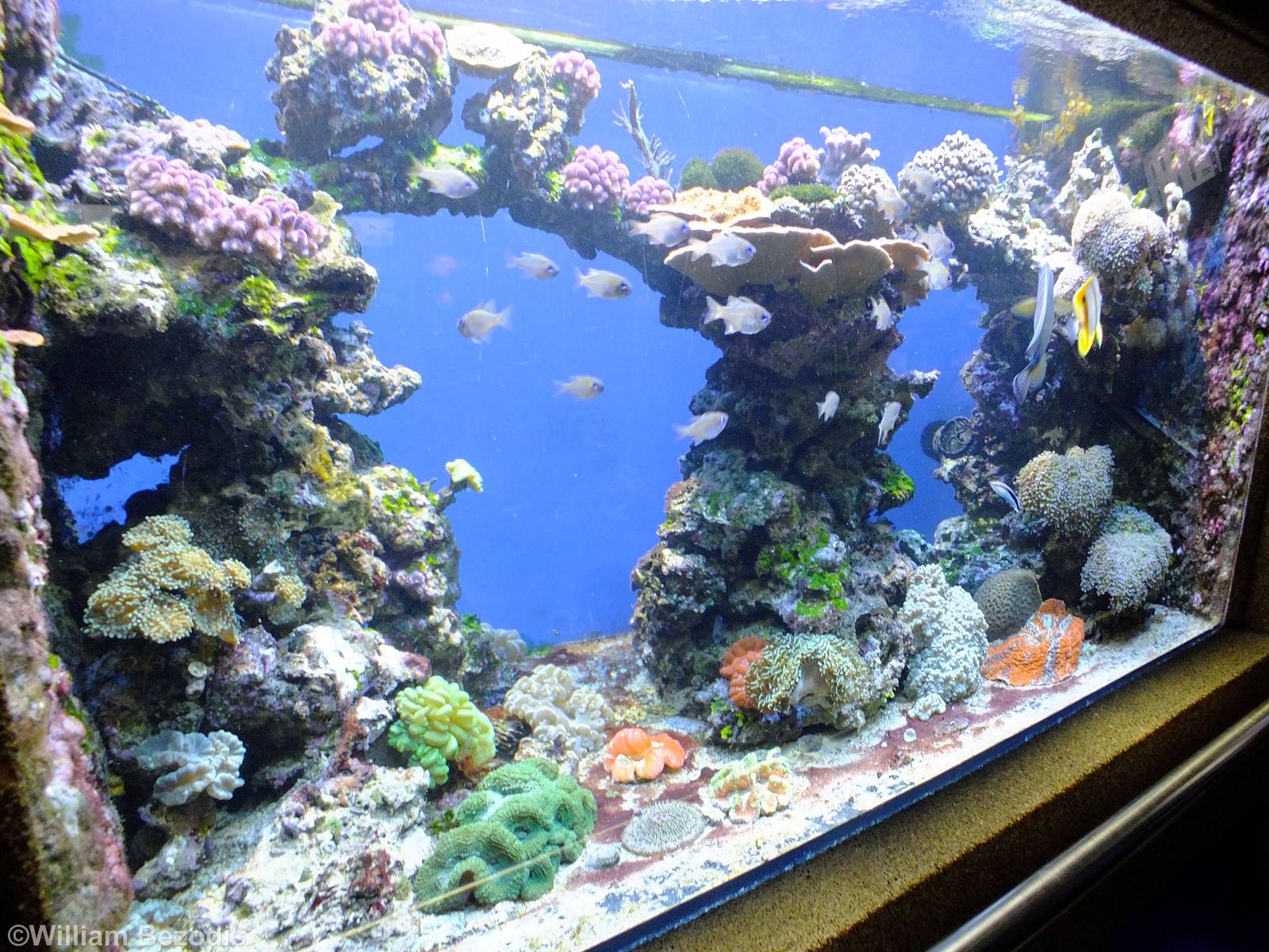 Mixed Reef Tank - Gdynia Aquarium
