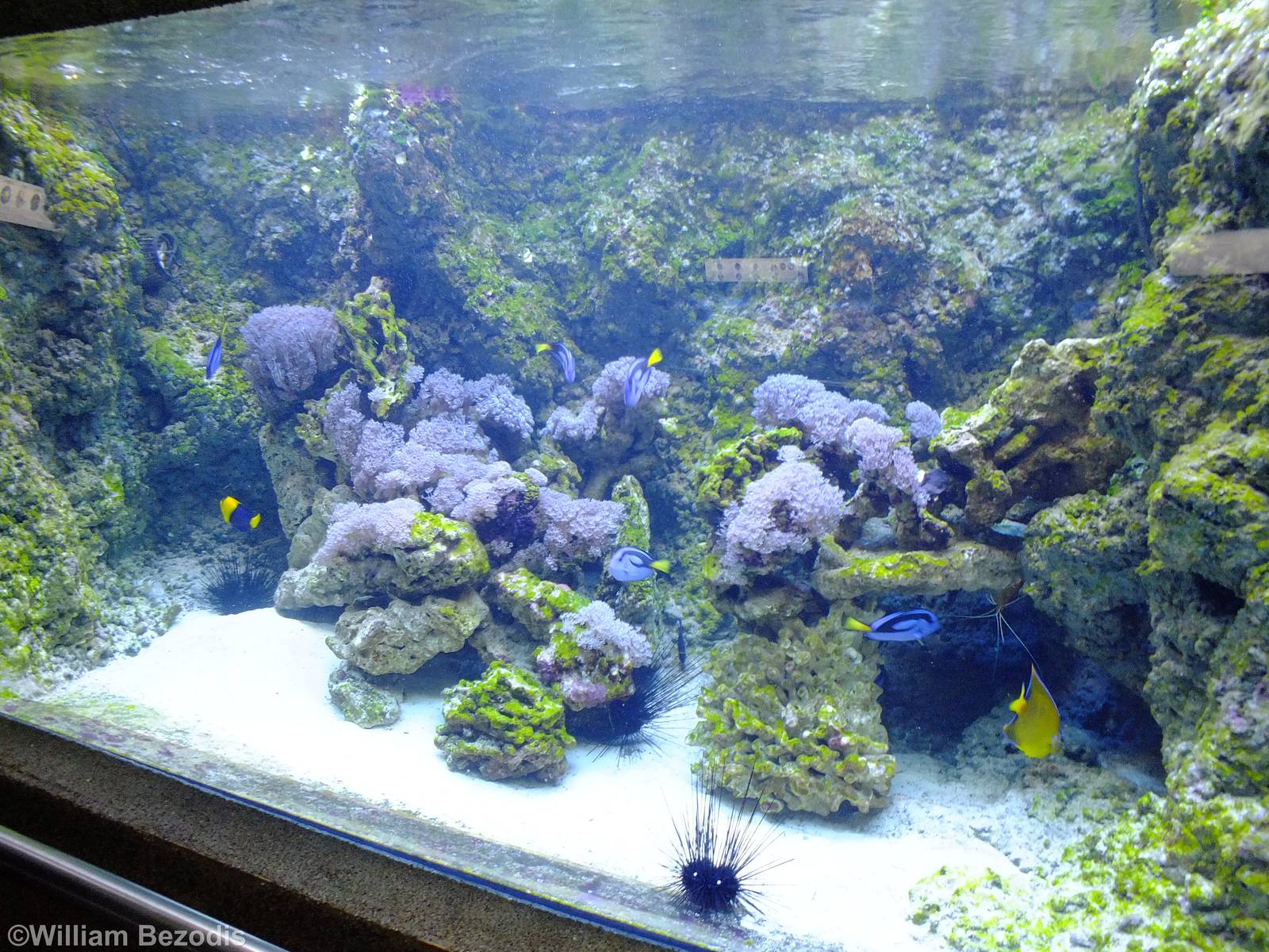 Mixed Reef Tank - Gdynia Aquarium