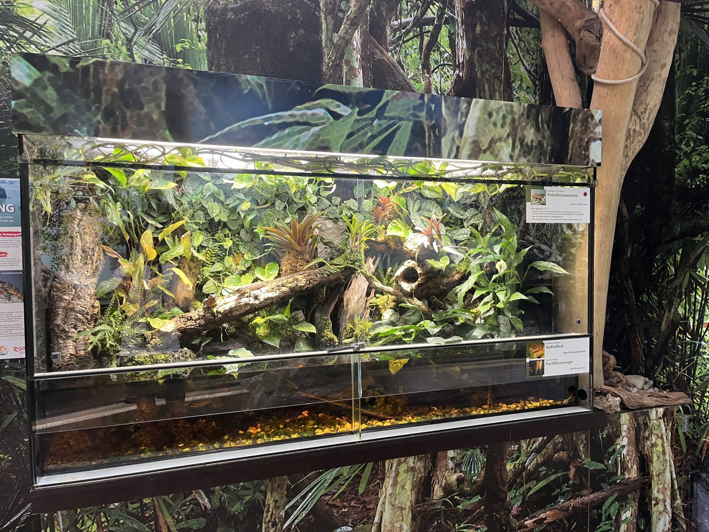 Mixed reptile and fish exhibit 13.7.25