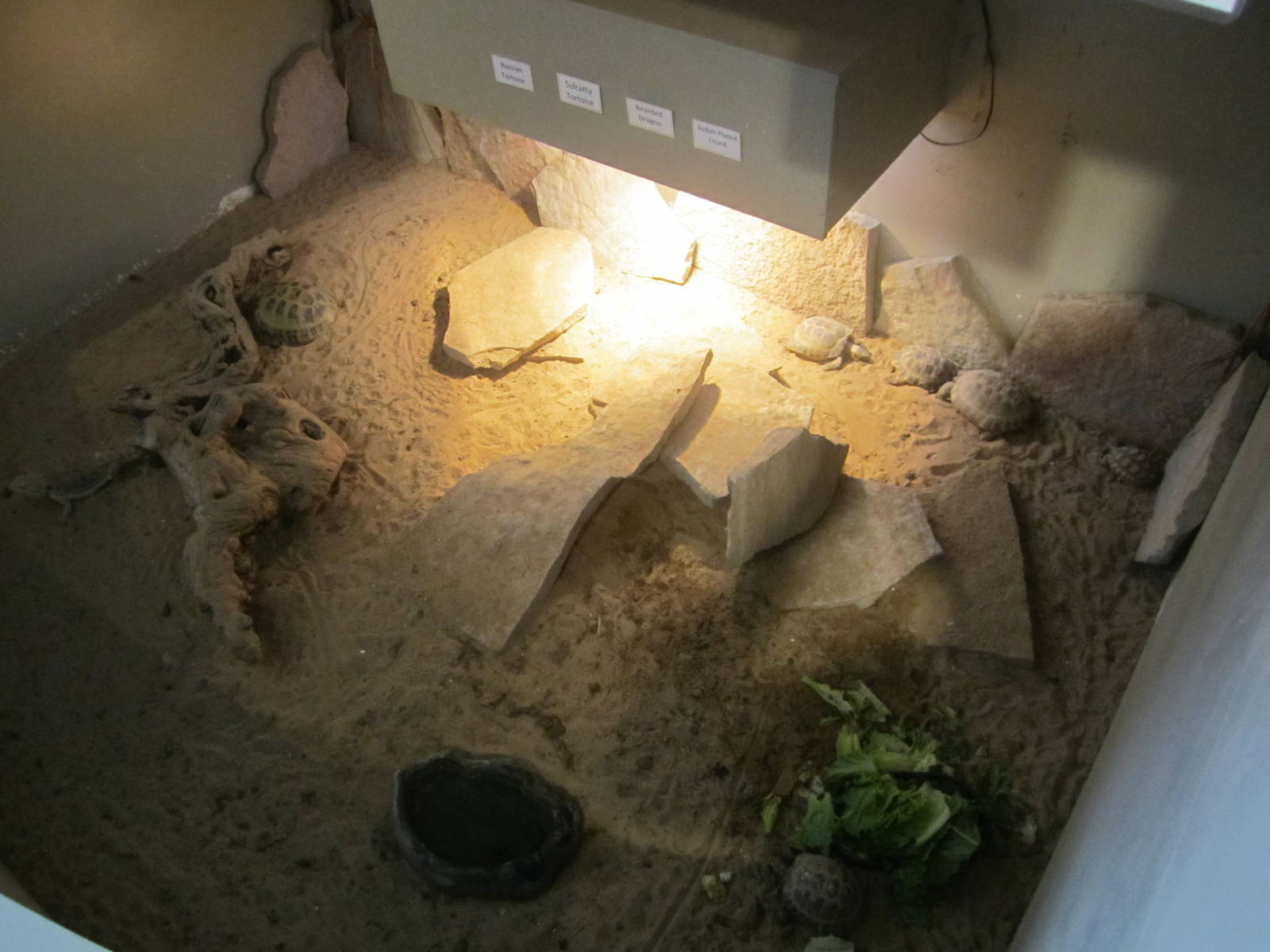 Mixed Reptile Display