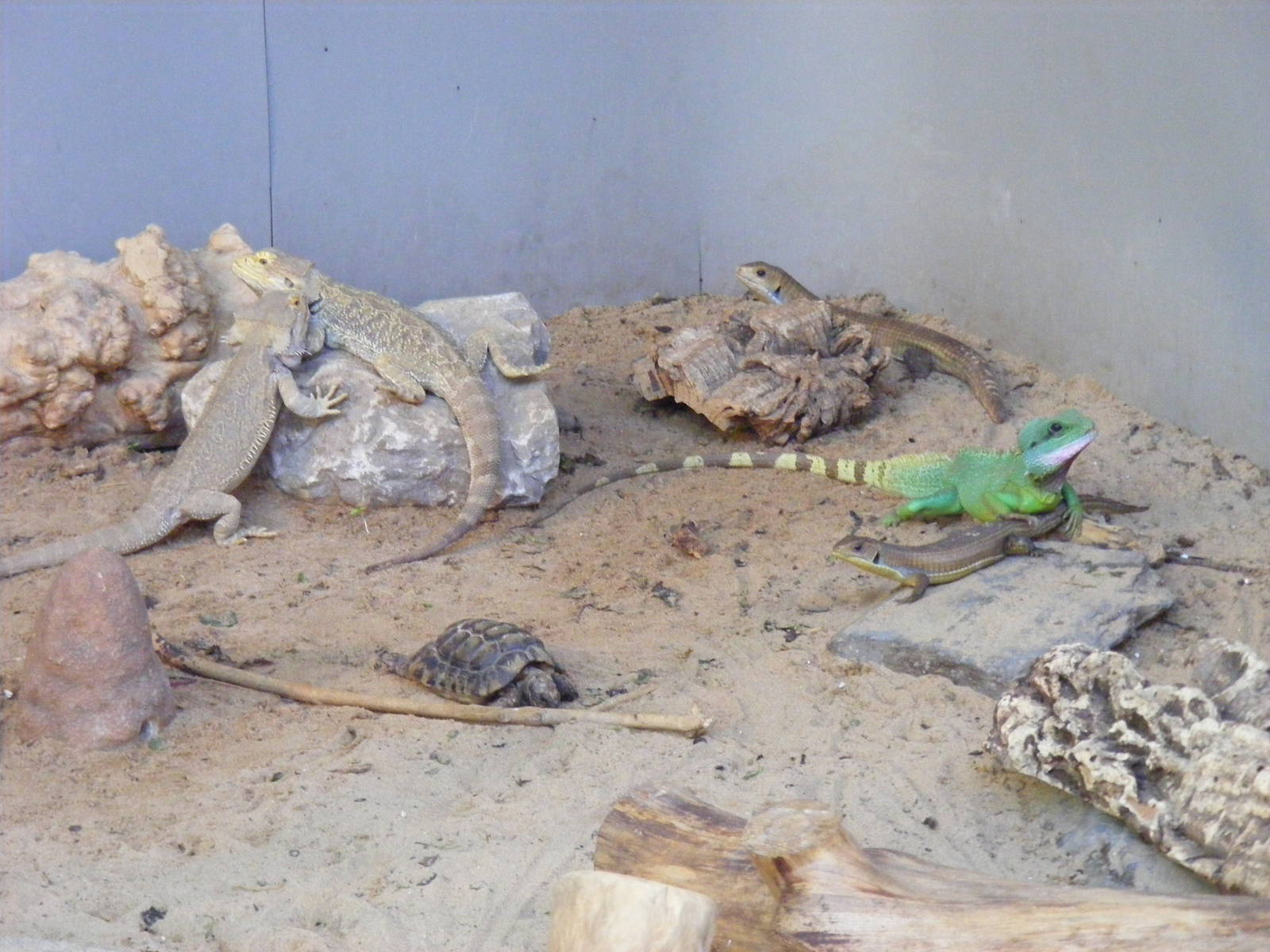 Mixed reptile enclosure at Lakeland Wildlife Oasis, 14 June 2011