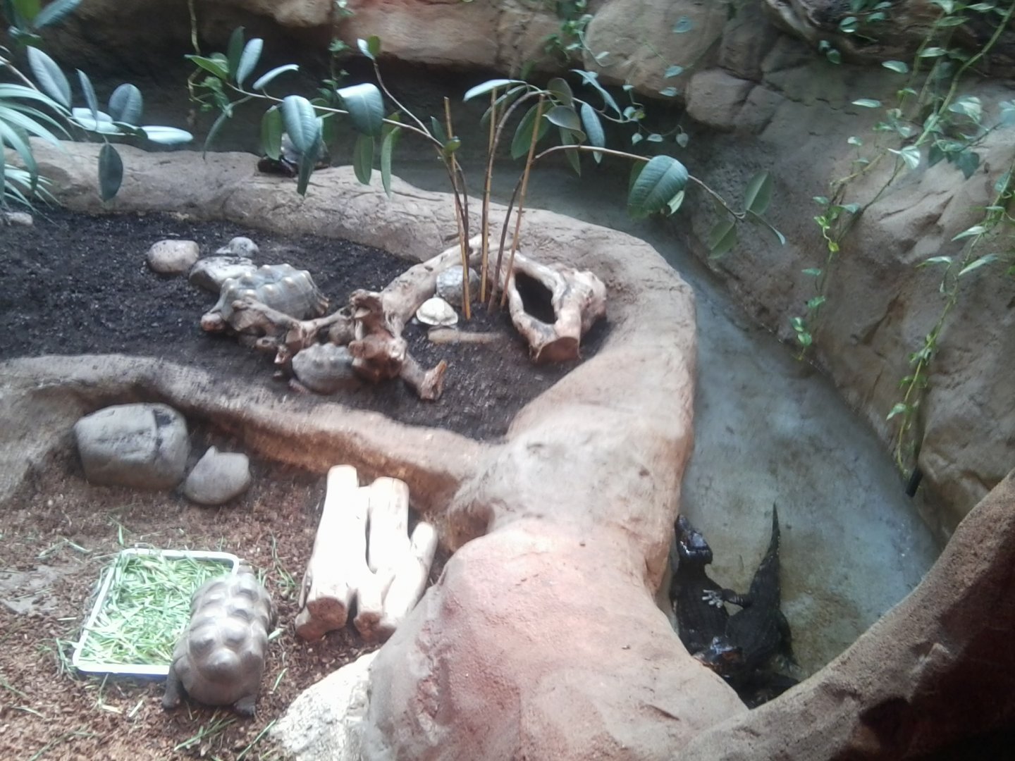Mixed reptile enclosure