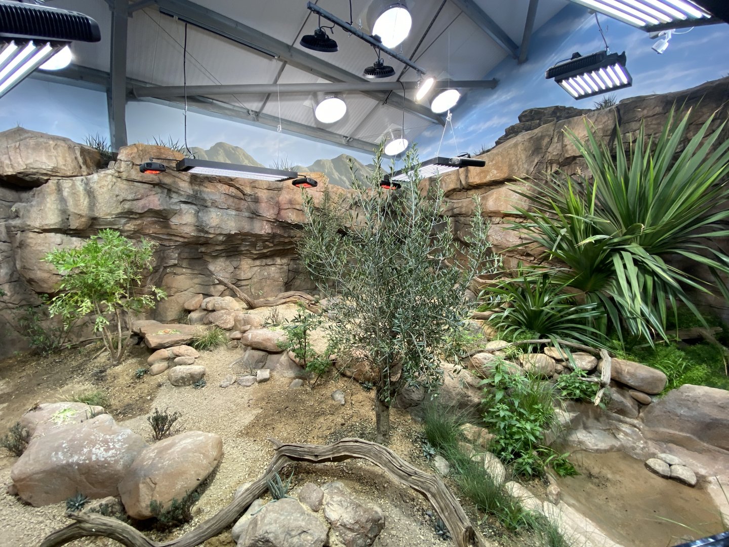 Mixed reptile enclosure