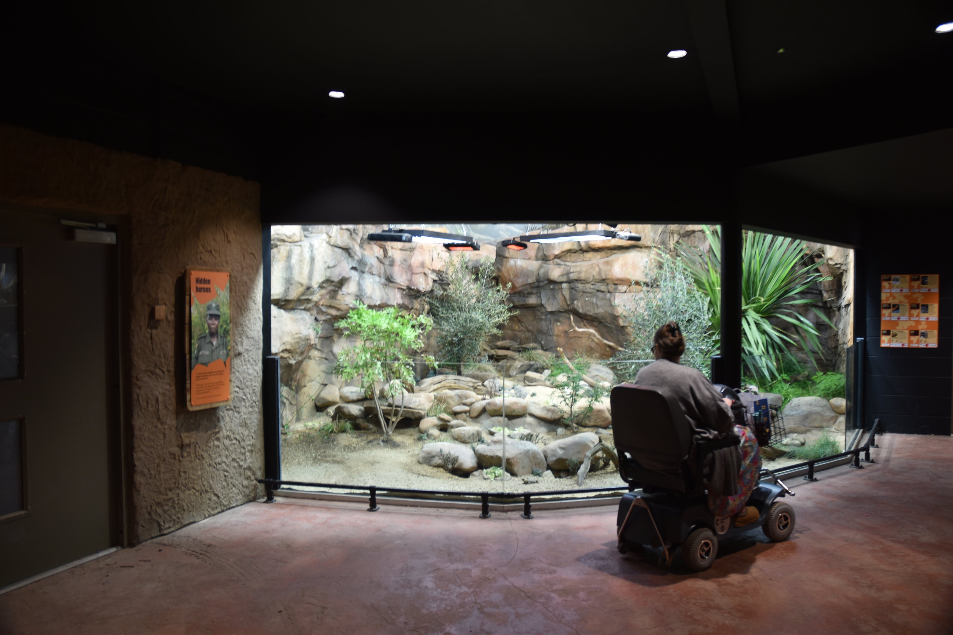 Mixed Reptile Exhibit in Hidden Savannah, Heart of Africa at Chester, 12th April 2025