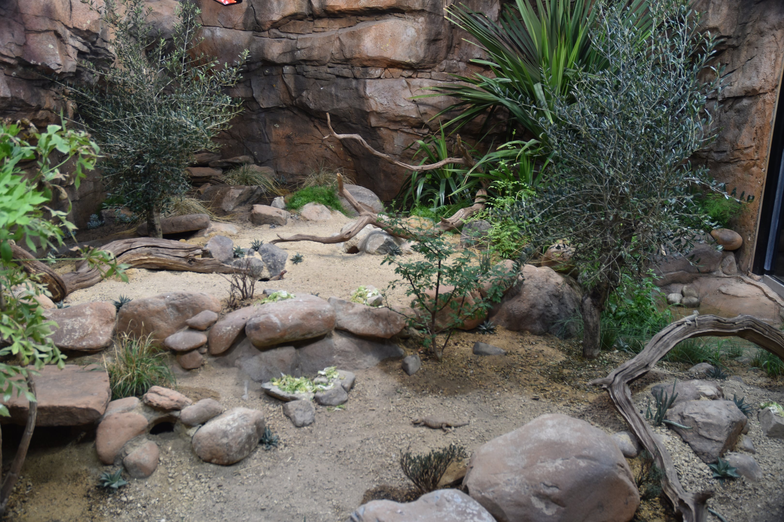 Mixed Reptile Exhibit in Hidden Savannah, Heart of Africa at Chester, 12th April 2025