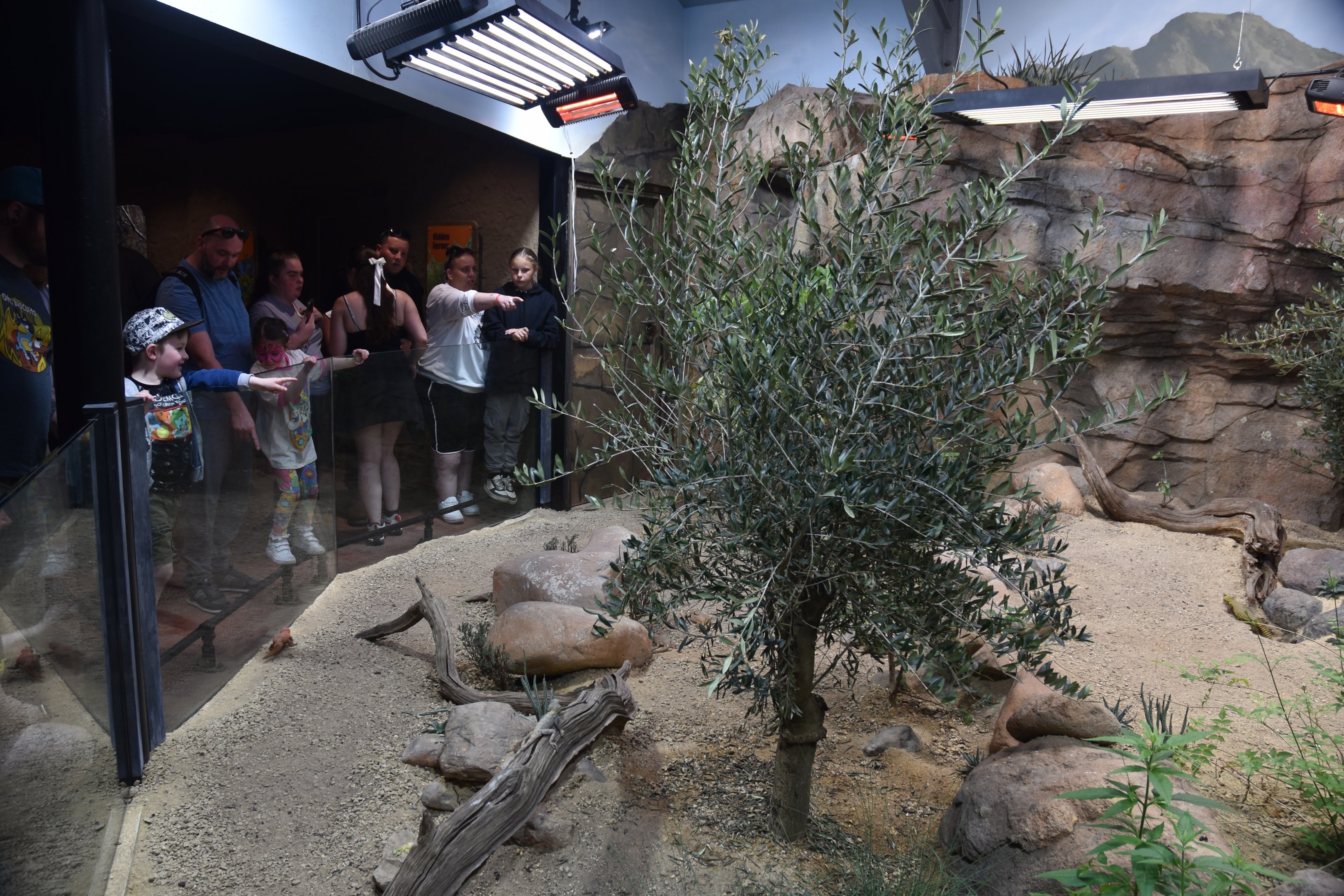 Mixed Reptile Exhibit in Hidden Savannah, Heart of Africa at Chester, 12th April 2025