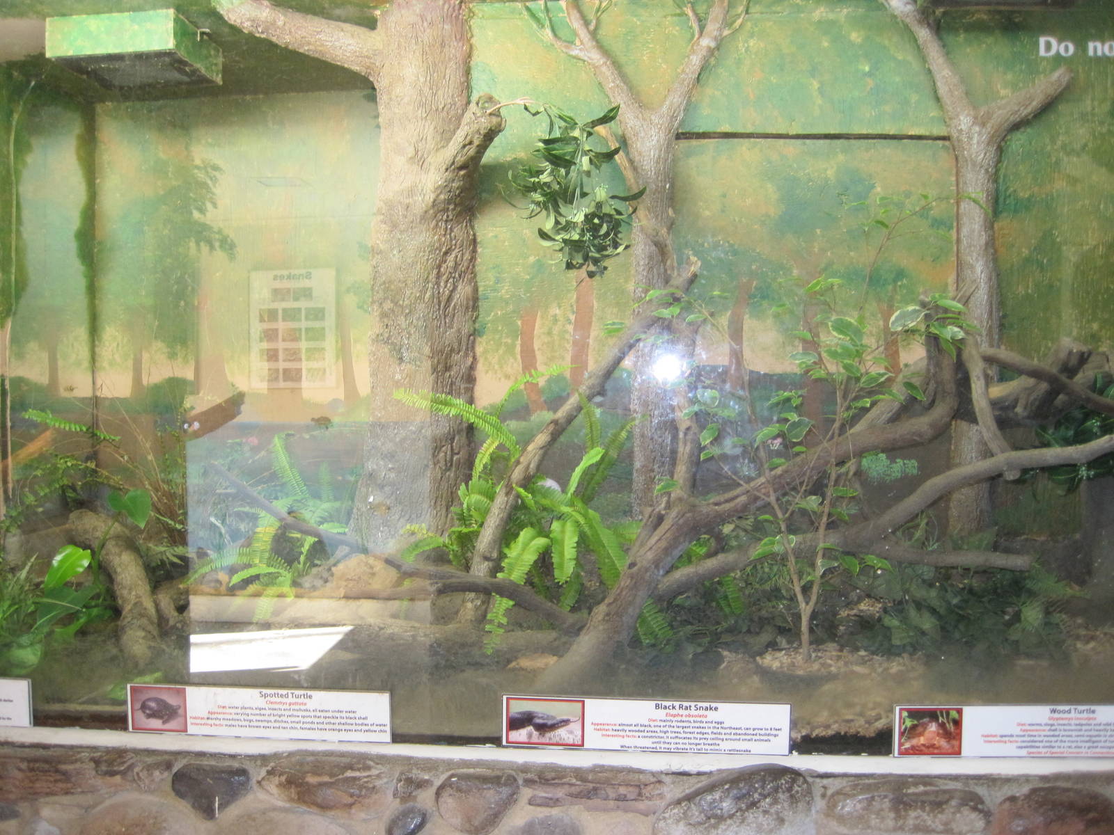 Mixed Reptile Exhibit