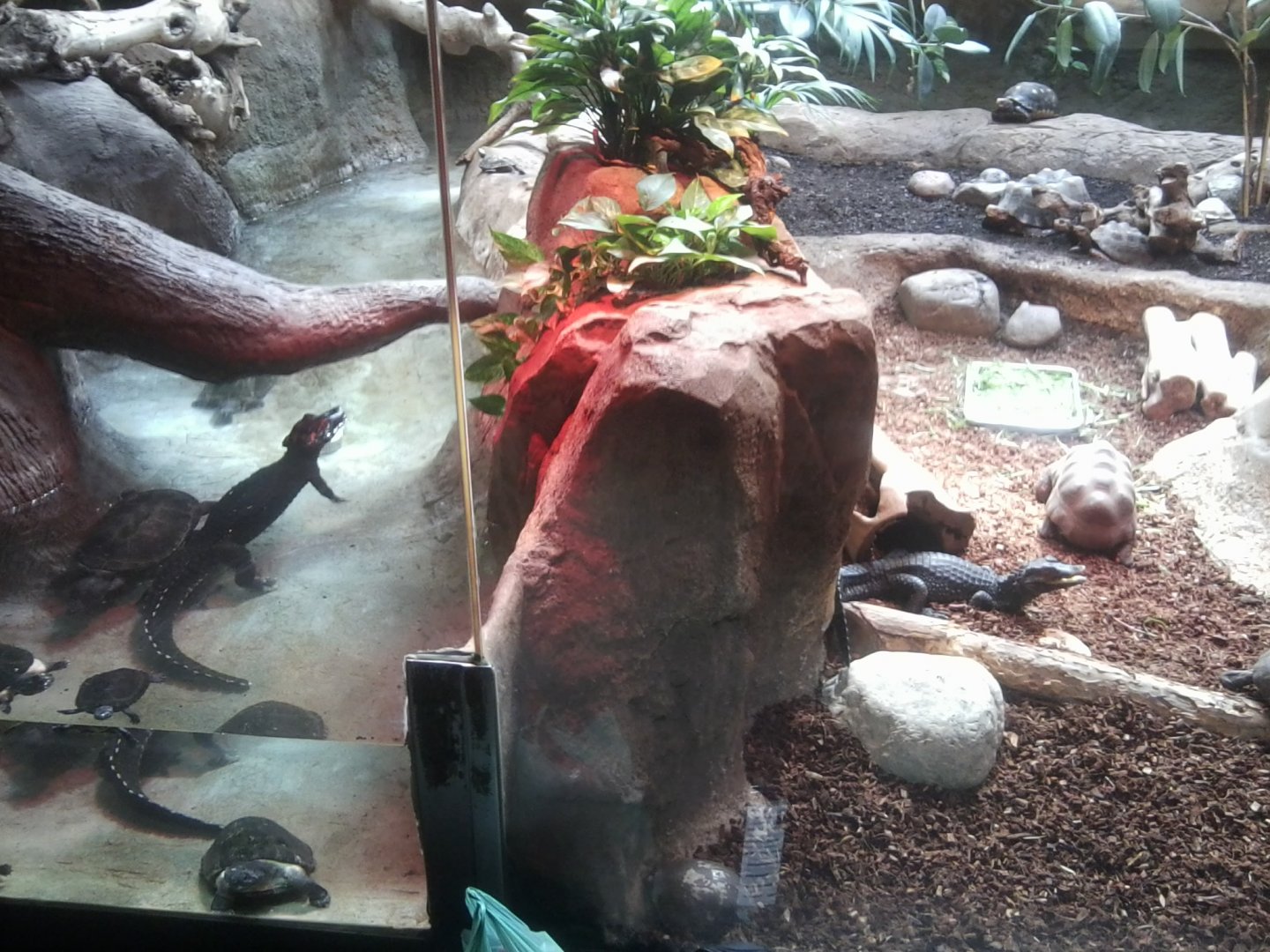 Mixed reptile exhibit