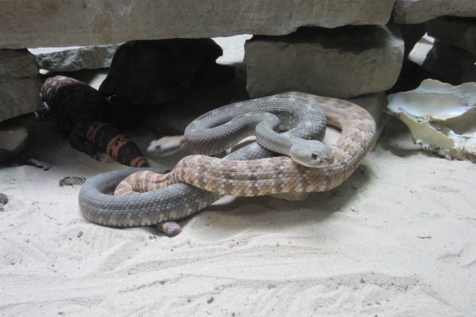 Mixed Reptile exhibit