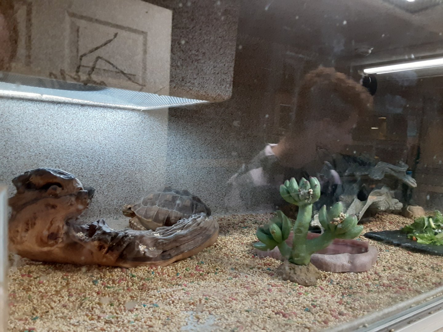Mixed Reptile Exhibit