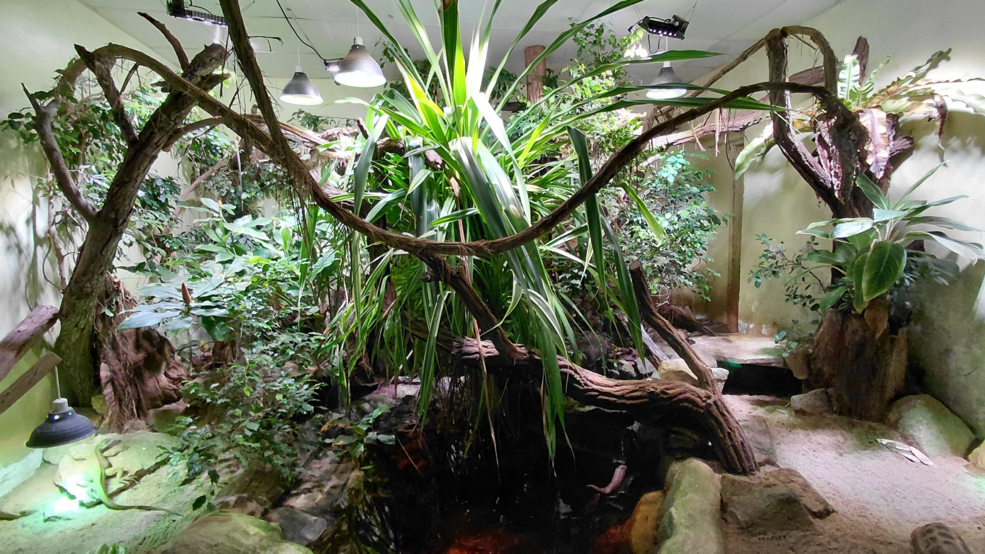 Mixed reptile exhibit