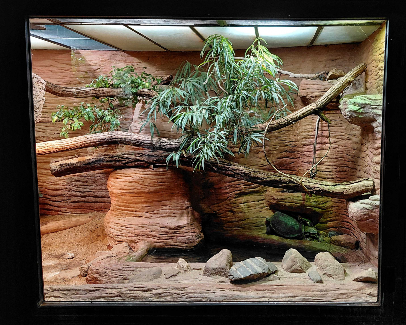 Mixed reptile exhibit