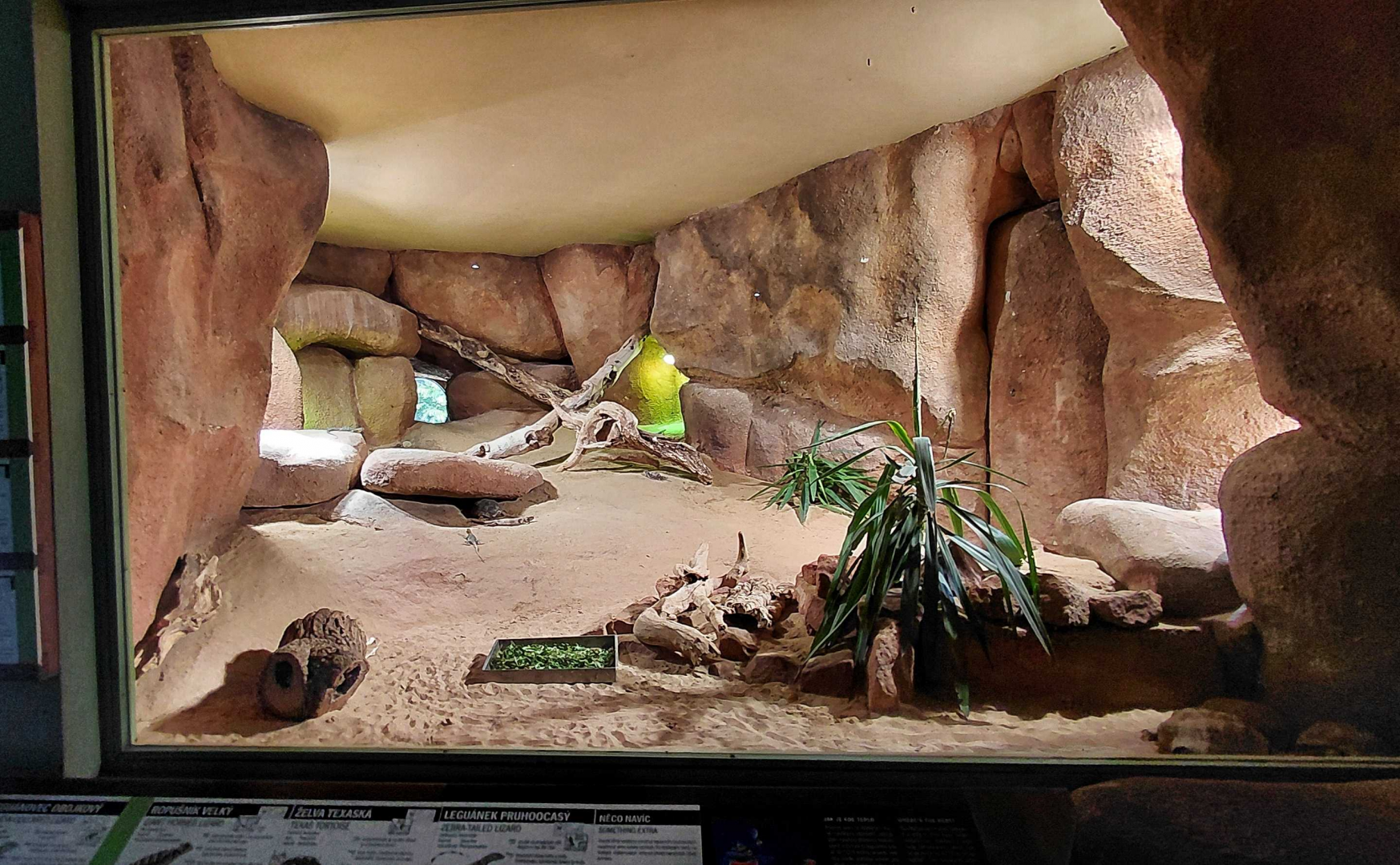 Mixed reptile exhibit