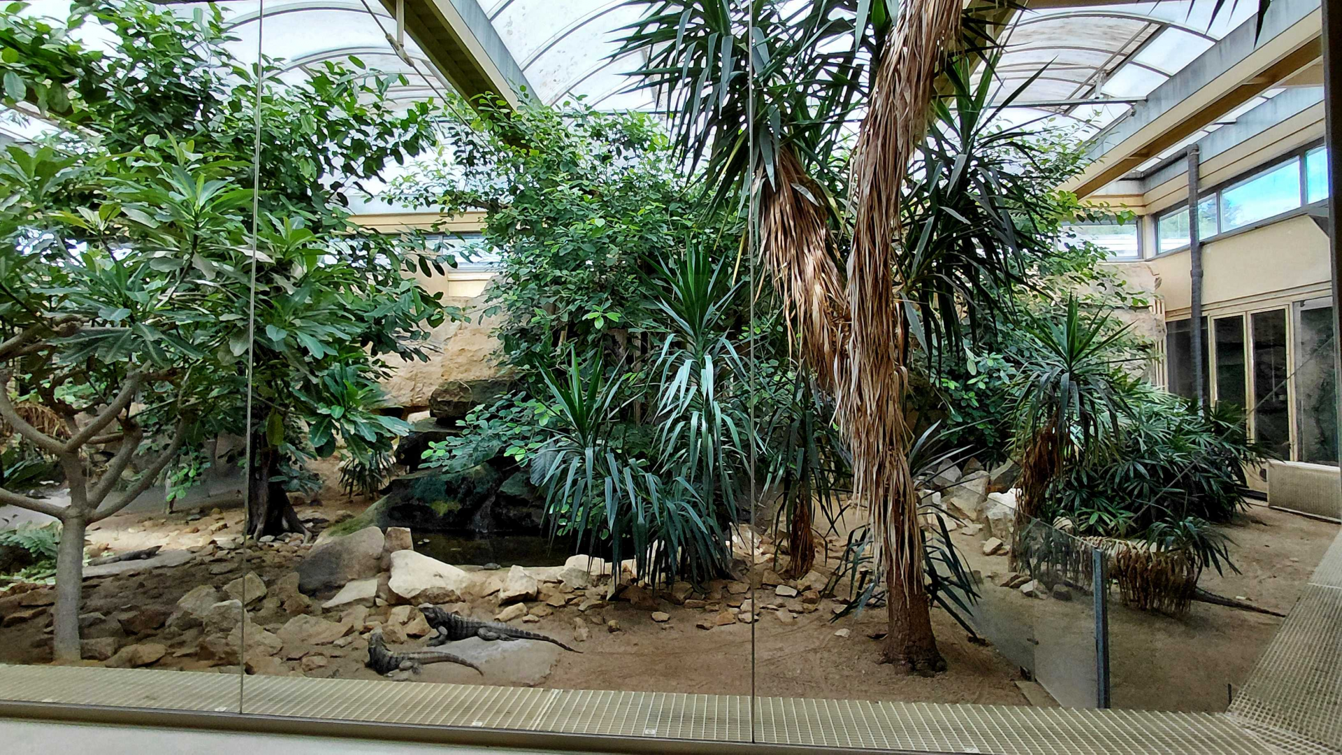 Mixed reptile exhibit