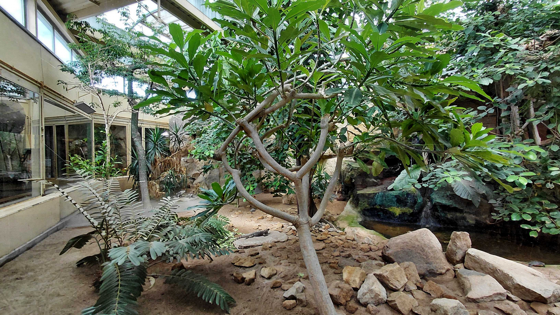 Mixed reptile exhibit