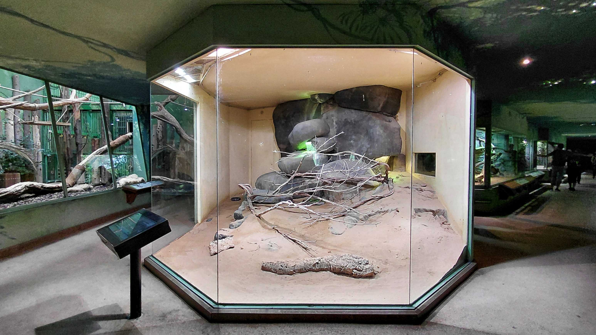 Mixed reptile exhibit