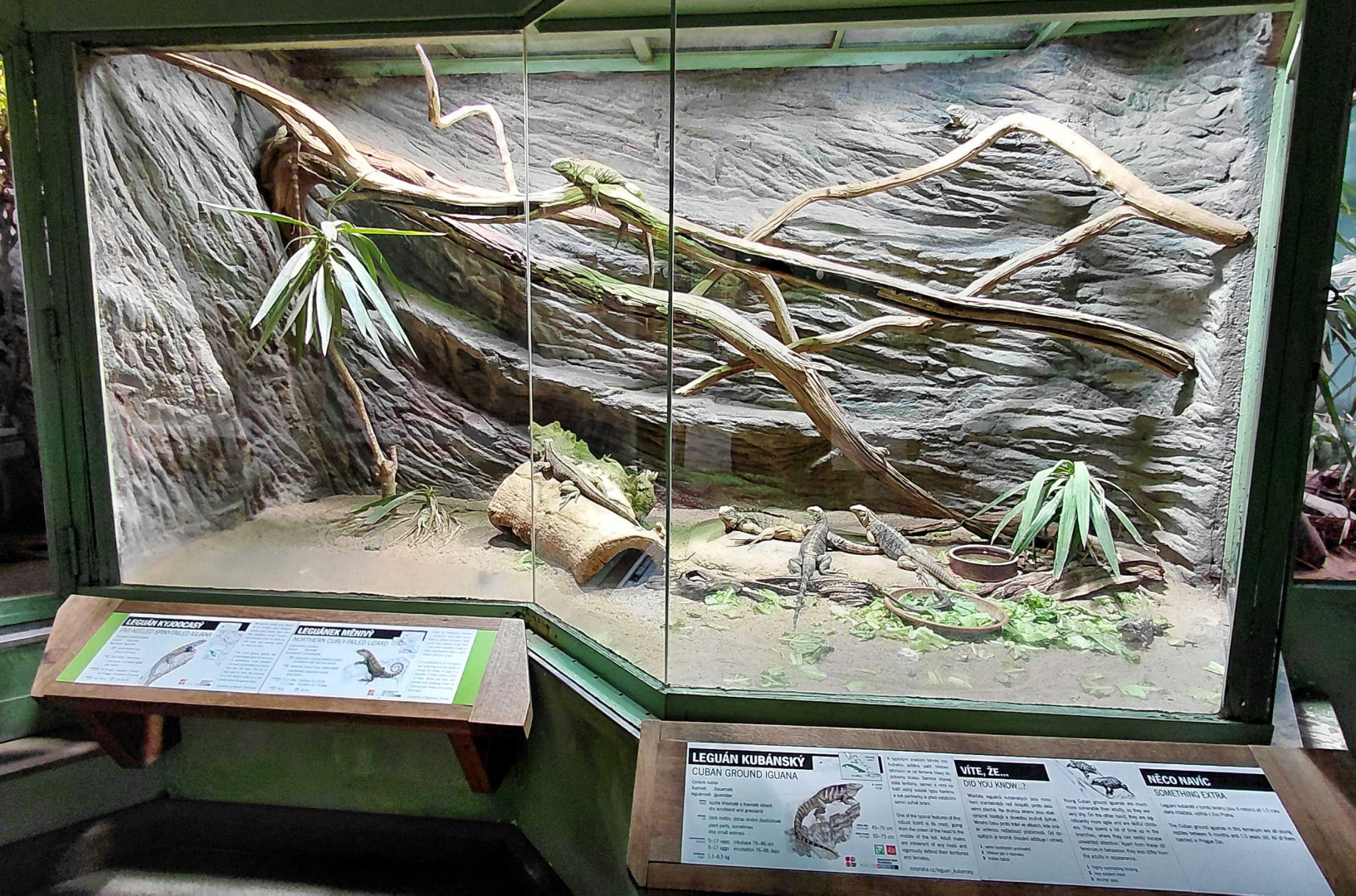 Mixed reptile exhibit