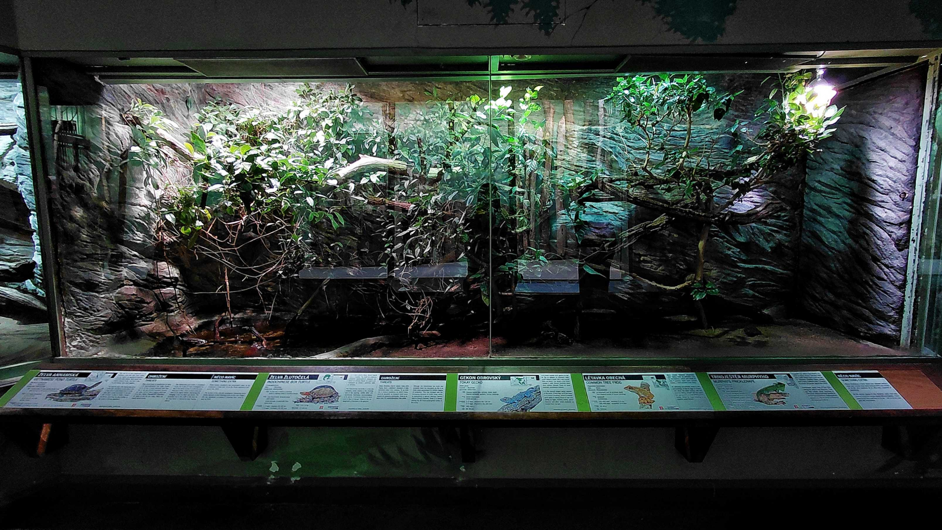 Mixed reptile exhibit