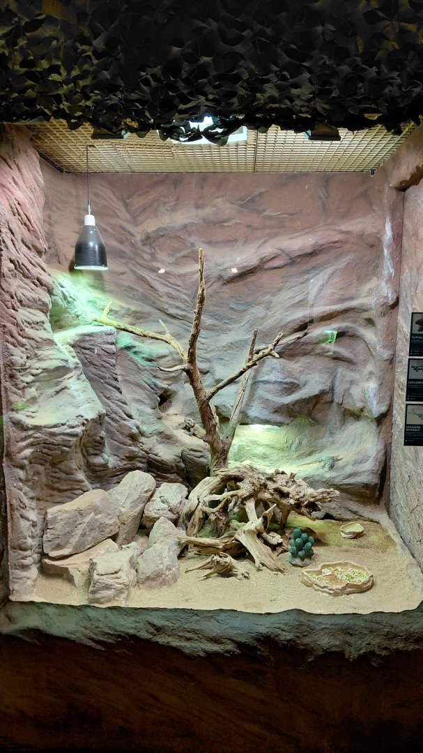 Mixed reptile exhibit