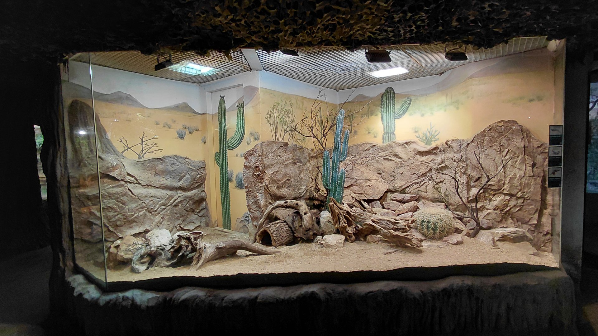 Mixed reptile exhibit