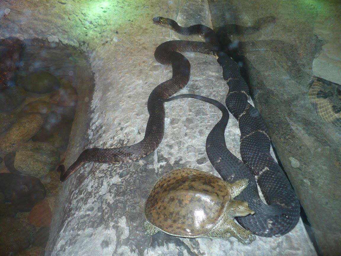 Mixed reptile terrarium