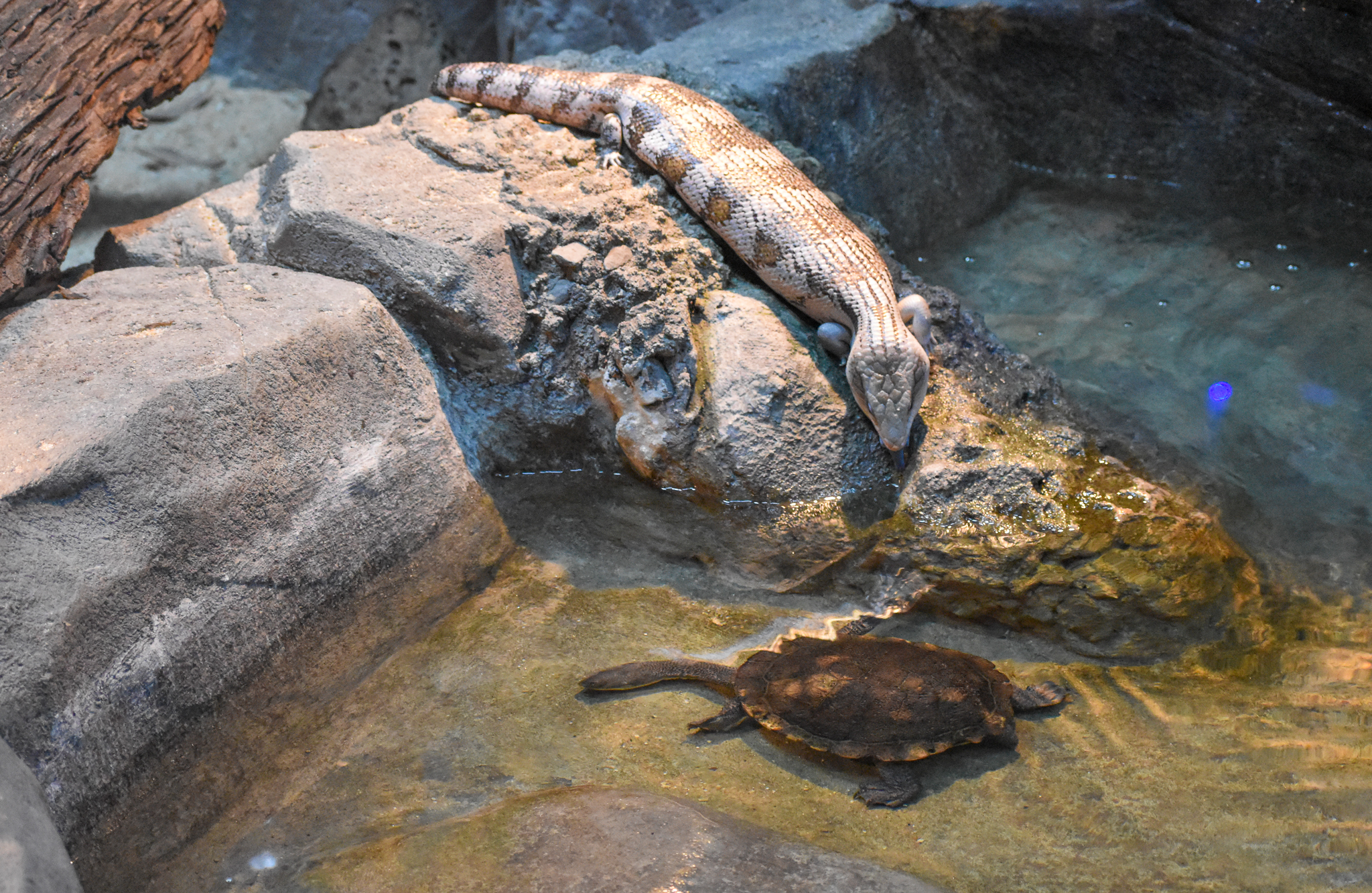 Mixed Reptiles: Eastern Bluetongue and Rankin's Long-necked Turtle