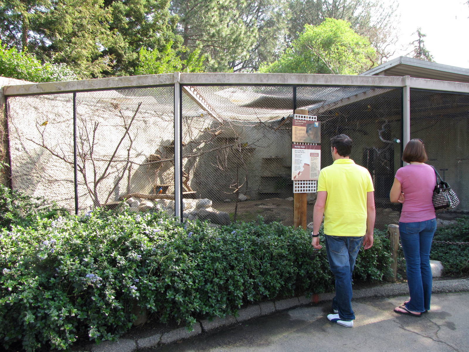 Mixed Rock Hyrax/Black-headed Weaver/Superb Starling Exhibit