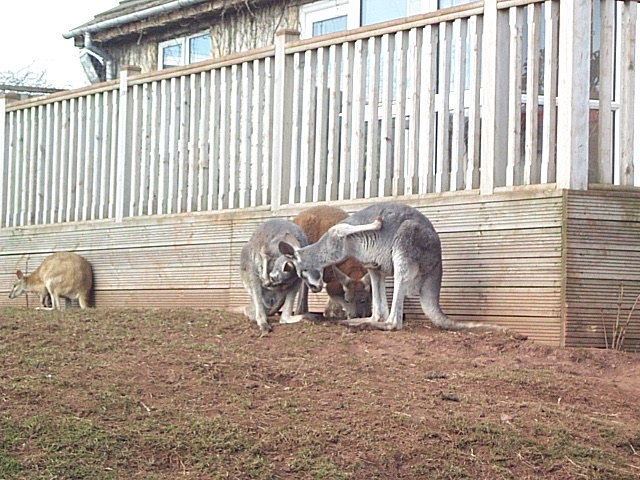 Mixed roo exhibit feb2005